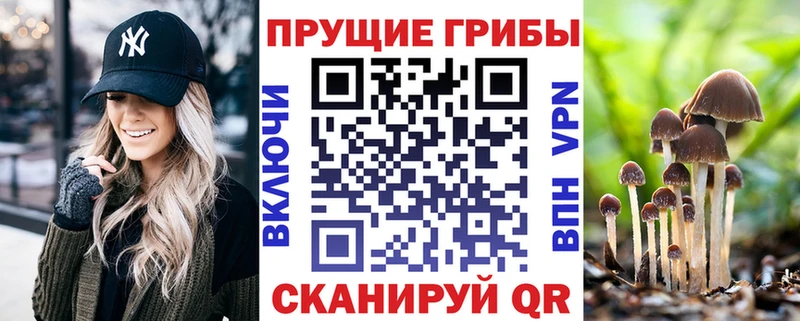 где продают   Рассказово  Псилоцибиновые грибы Magic Shrooms 